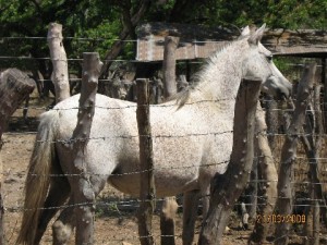 Creole_horses.bmp