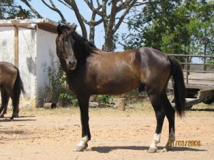 Creole_horses_venezuelan.bmp