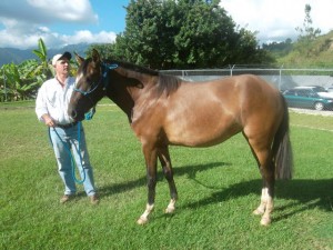 caballo+criollo+venezolano_03