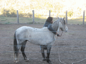 Abrazando literalmente al caballo, confiados tanto el domador como el caballo
