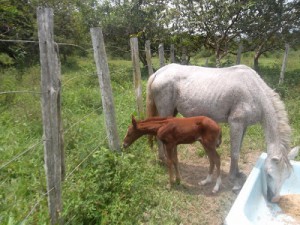 jinete_y_caballo_11.bmp