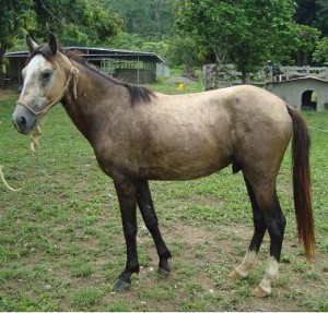 Caballo Criollo Venezolano. Nombre: "Palo de Agua" Propietario Sr. Hector Jurado