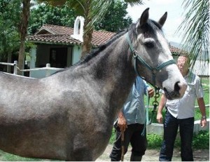 Yegua Criolla Venezolana