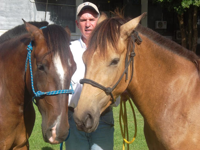 caballo-criollo-venezolano_05.jpg